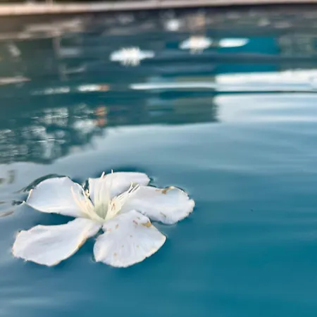 Sasha'blue-terrasse Jardin-park-clim-piscine